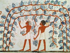 Picking grapes, from the Tomb of Nakht, New Kingdom