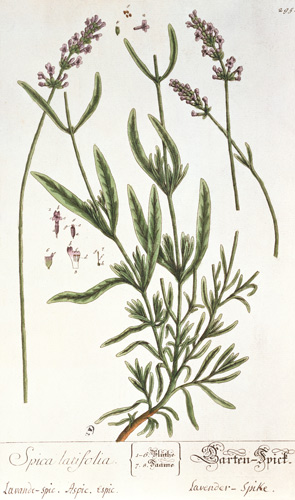 Lavender Spike, plate from 'Herbarium Blackwellianum' by the artist von Elizabeth Blackwell