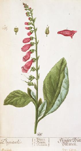 Digitalis purpurea, from 'Herbarium Blackwellianum' 1757  &