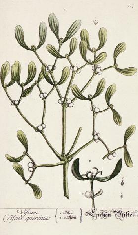 Mistletoe from 'A Curious Herbal' 1782