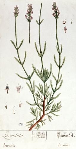 Lavender, plate from 'Herbarium Blackwellianum' by the artist 1757  &