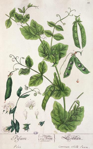 Pea, plate from 'Herbarium Blackwellianum' by the artist 1757-82