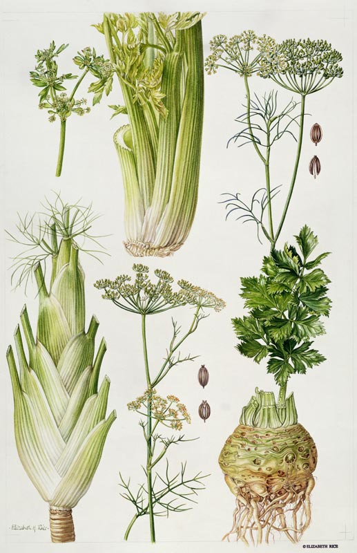 Celery, Fennel, Dill and Celeriac (w/c)  von Elizabeth  Rice