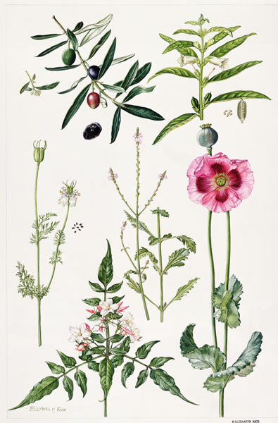 Opium Poppy and other plants (w/c)  von Elizabeth  Rice