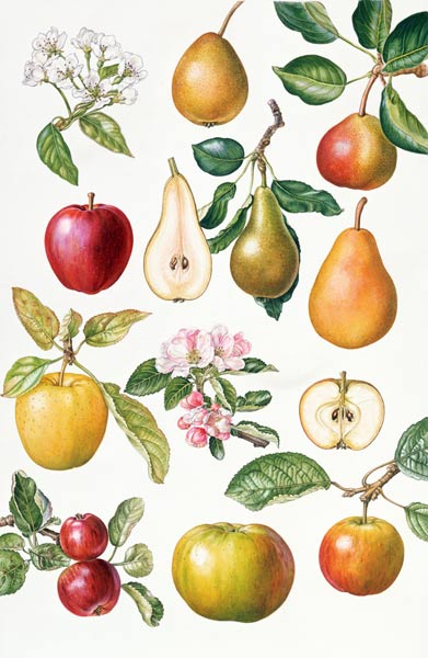Apples and Pears von Elizabeth  Rice
