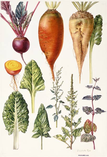 Beetroot and other vegetables (w/c)  von Elizabeth  Rice