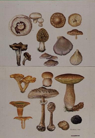 Mushrooms and Truffles (w/c)  von Elizabeth  Rice