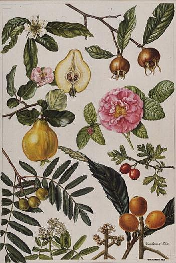 Quince and other fruit-bearing trees (w/c)  von Elizabeth  Rice