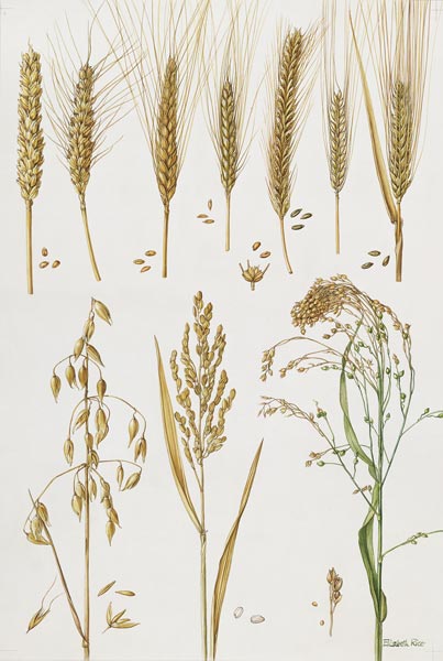 Wheat and other crops (w/c)  von Elizabeth  Rice