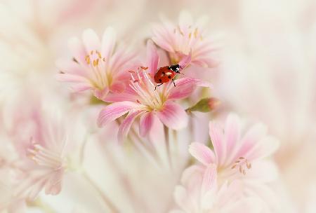 Marienkäfer mit rosa Blüten.