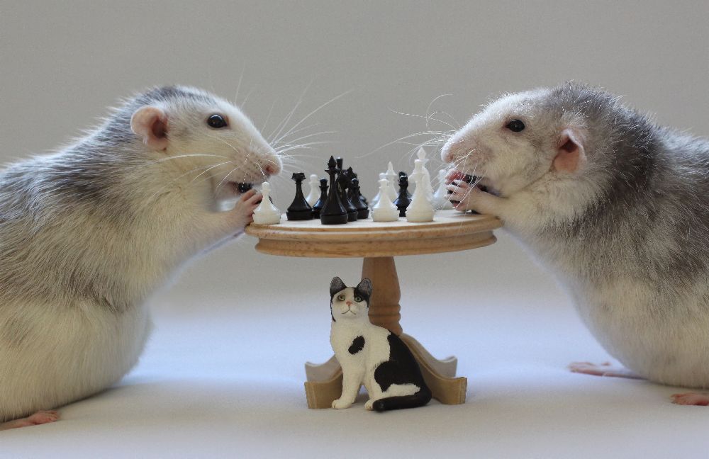 Schach spielen! von Ellen Van Deelen
