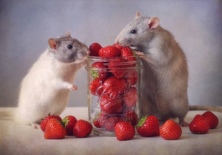 Strawberries von Ellen Van Deelen