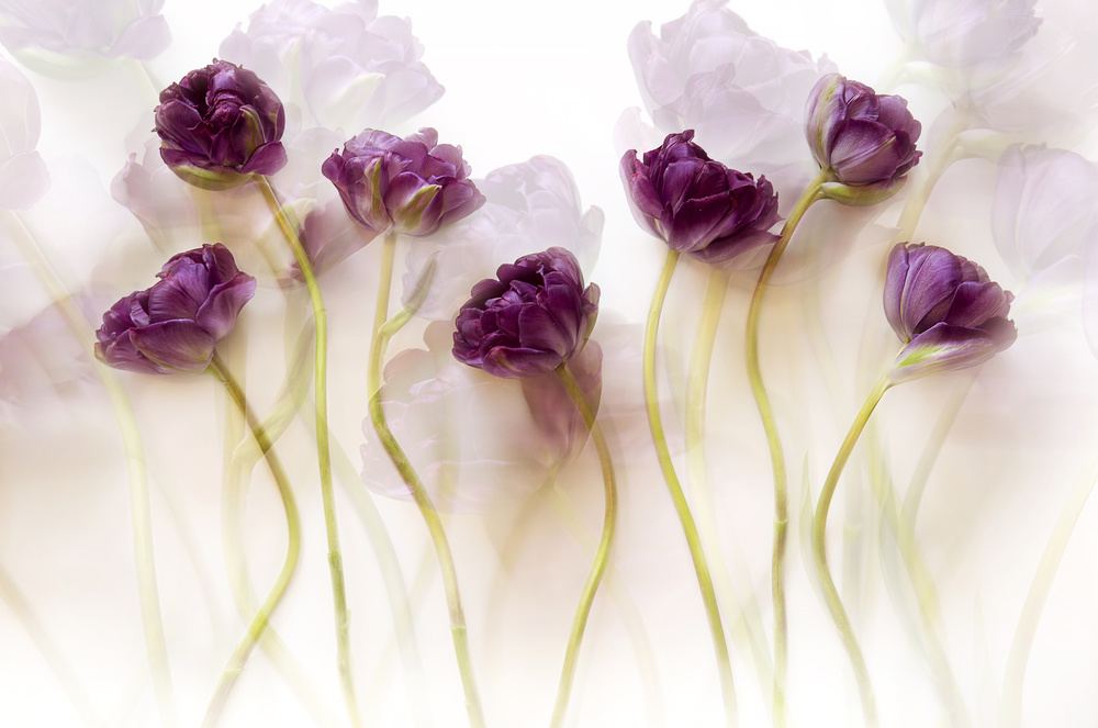 Tulpen (III) von Ellen Van Deelen