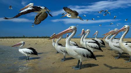 Pelikane und blauer Himmel
