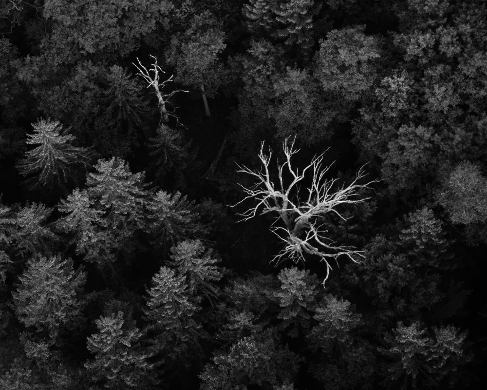 tote Bäume von Emil Licht