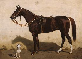 Gesattelter Fuchs mit Hund 1901