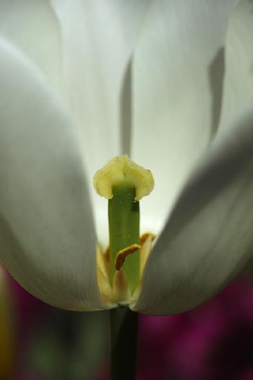 Weiße Tulpe aus nächster Nähe
