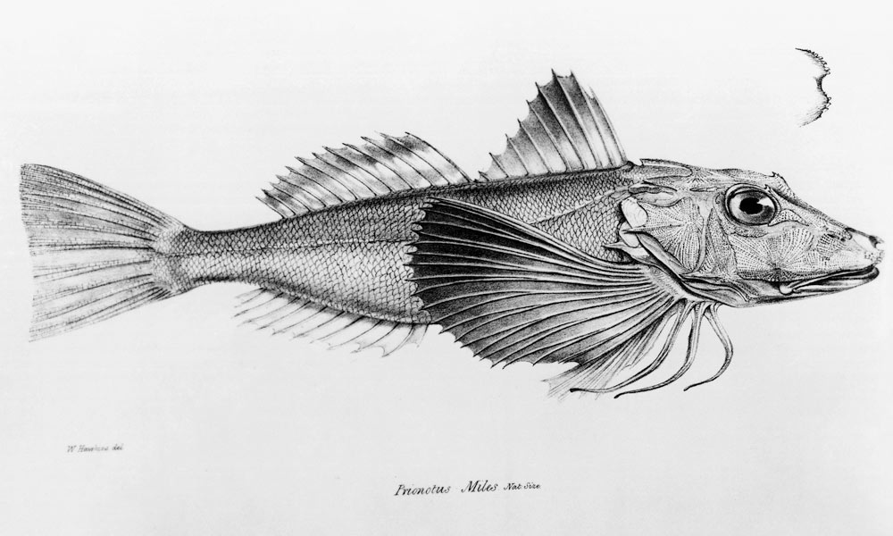 Galapagos Gurnard, plate 6 from ''The Zoology of the Voyage of H.M.S Beagle, 1832-36'' Charles Darwi von English School