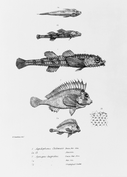 Aspidophorus Chiloensis and Agriopus Hispidus, plate 7 from ''The Zoology of the Voyage of H.M.S Bea von English School