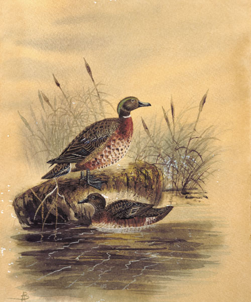 Two Ducks by a Reeded Bank von English School