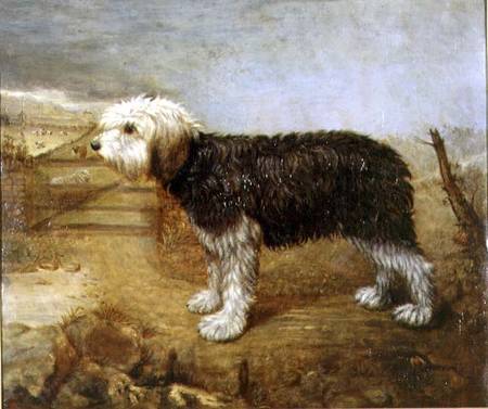 A Sheepdog, Fields Beyond von English School