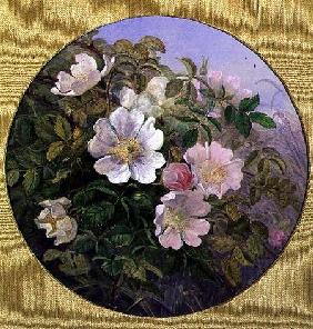 Briar Roses c.1890  on