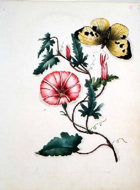 Convolvulus with Yellow Butterfly, from `Flowers' an English Botanical Manuscript (c.1840)  c.1840