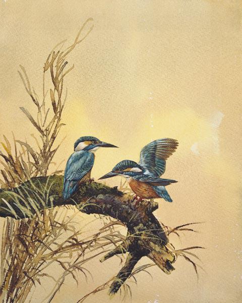 Kingfishers c.1890  on