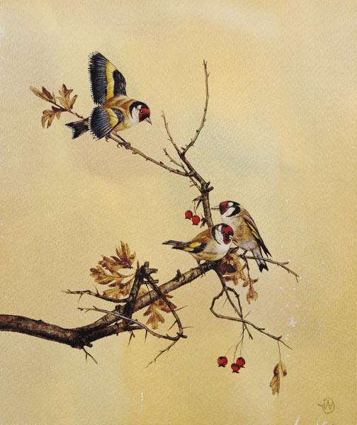 Goldfinches c.1890  on
