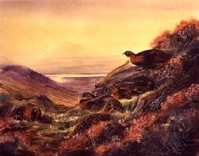 Red Grouse in Moorland c.1890  on