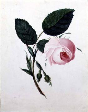 Study of a Pink Rose c.1820  on