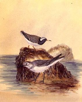 Terns c.1890  on