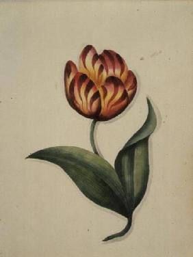 Tulip, from `Flowers' an English Botanical Manuscript (c.1840)  c.1840