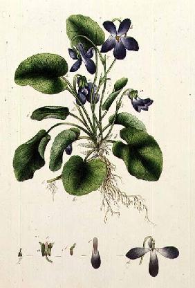 Violets page from an Album of Botanical Studies  c.1830