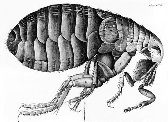 A Flea from Microscope Observation by Robert Hooke (1635-1703), 1665 (engraving) (b/w photo) von English School, (17th century)