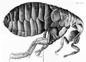 A Flea from Microscope Observation by Robert Hooke (1635-1703), 1665 (engraving) (b/w photo) 17th