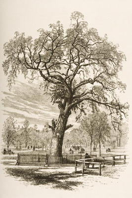Liberty Tree, Boston Common, in c.1870, from 'American Pictures' published by the Religious Tract So von English School, (19th century)