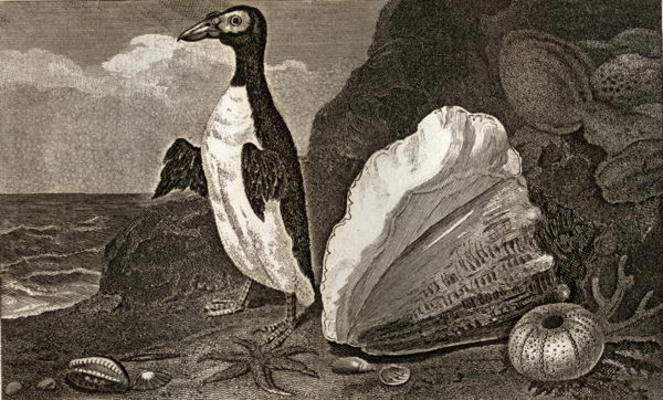 The Penguin with the conch and other shells and sponges (engraving) von English School, (19th century)