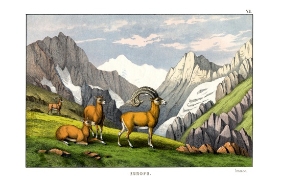 Ammon-sheep von English School, (19th century)