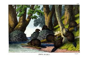 Beaver 1860
