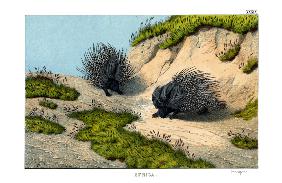 Crested Porcupine 1860