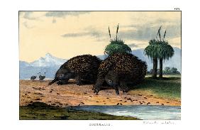 Echidna 1860