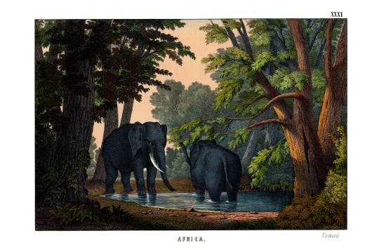 Elephant von English School, (19th century)