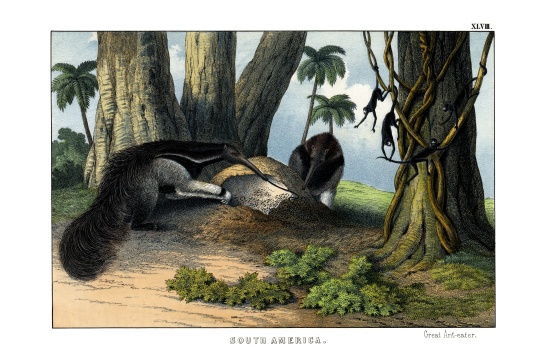 Great Anteater von English School, (19th century)