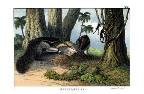 Great Anteater 1860