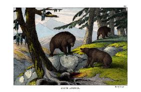 Grizzly bear 1860