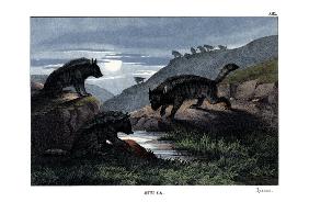 Hyena 1860