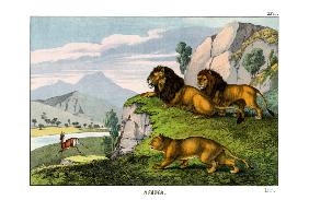 Lion 1860