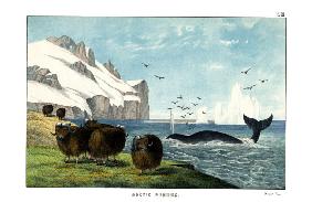 Musk Ox 1860