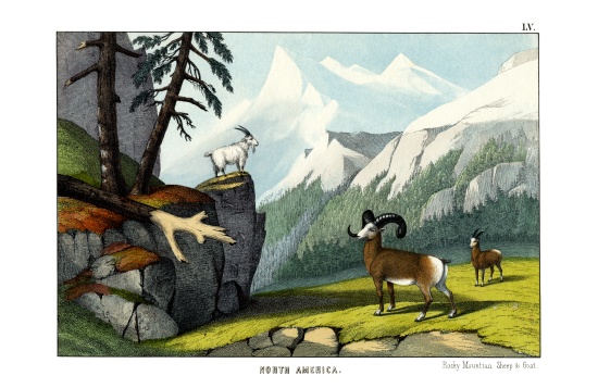 Rocky Mountain Sheep von English School, (19th century)